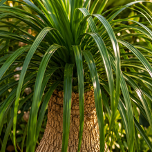 Beaucarnea recurvata