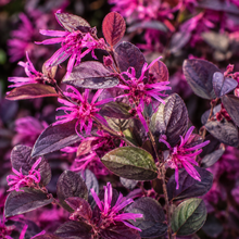 Loropetalum chinense Purple Pixie