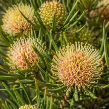 Hakea laurina