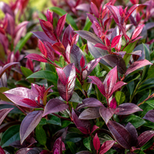 Syzygium australe Plum Magic