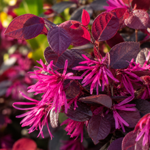 Loropetalum chinense Plum Gorgeous