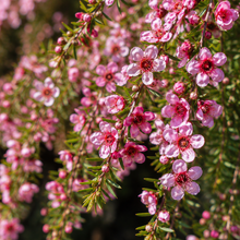 Leptospermum Pink Cascade