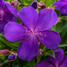 Tibouchina Peace Baby