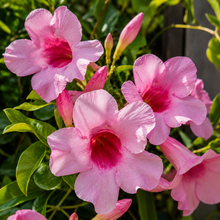 Pandorea jasminoides Pink Magic