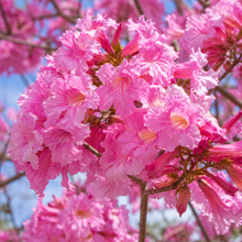 Tabebuia palmerii