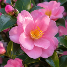 Camellia sasanqua Plantation Pink