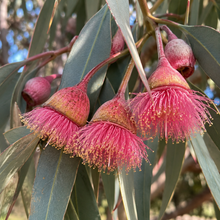 Eucalyptus fasciculosa