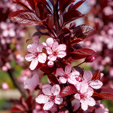 Prunus cerasifera Oakville Crimson Spire