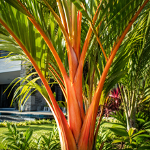 Areca vestiaria orange form