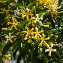 Hymenosporum flavum