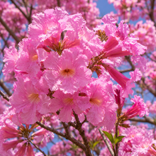 Tabebuia rosea