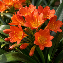 Clivia miniata