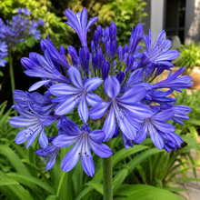 Agapanthus orientalis Blue