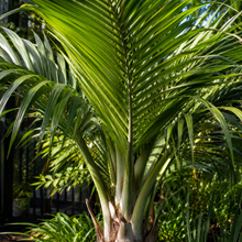 Kentiopsis oliviformis