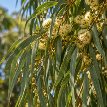 Eucalyptus nicholii