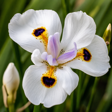 Dietes bicolor