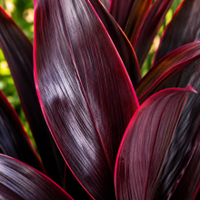Cordyline fruticosa Negra