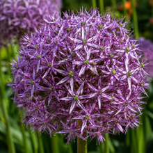Allium Luna