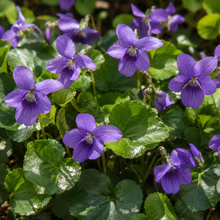 Viola hederacea