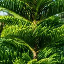 Araucaria heterophylla
