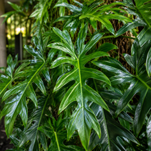 Philodendron stenolobum