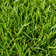 Zoysia tenuifolia