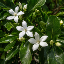 Randia fitzalanii