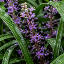 Ophiopogon japonicus