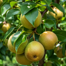Pyrus ussuriensis