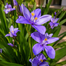 Orthrosanthus multiflorus
