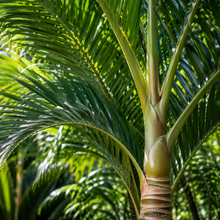 Ravenea rivularis