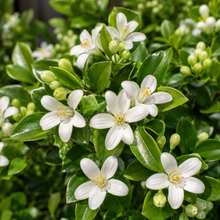 Murraya paniculata