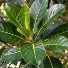 Ficus macrophylla