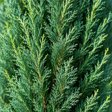 Cupressus sempervirens Glauca