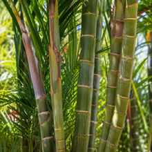 Dypsis madagascariensis