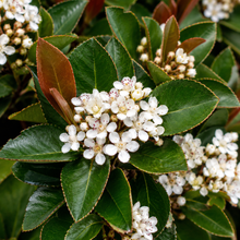 Rhaphiolepis indica Maximus