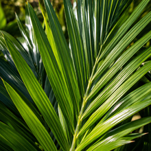 Schippia concolor