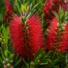 Callistemon Little John