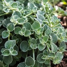 Helichrysum Petiolare