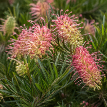 Grevillea Lilliane