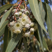 Eucalyptus viminalis