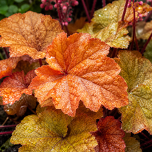 Heuchera Marmalade