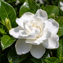 Gardenia augusta Magnifica