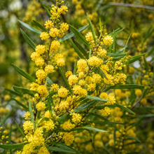 Acacia implexa