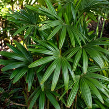 Rhapis excelsa