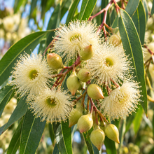 Corymbia citriodora