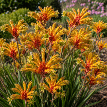 Anigozanthos Bush Ballad PBR