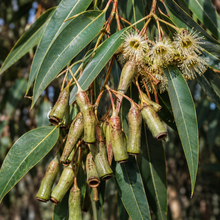Eucalyptus macrandra