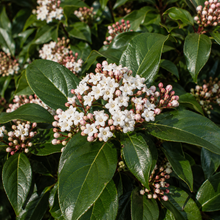 Viburnum tinus