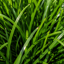 Lomandra longifolia